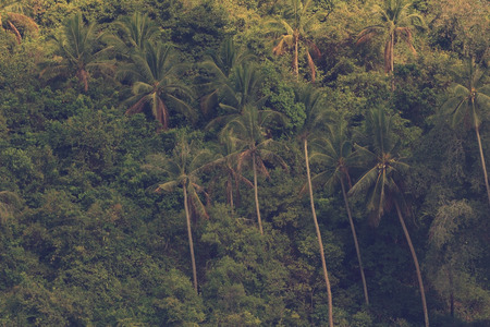 Coconut palm tree background,vintage filtered imageの写真素材