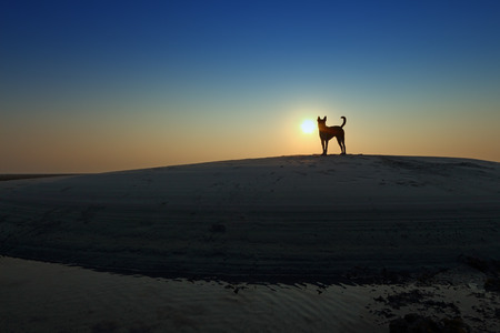Silhouette beach dog at sunsetの写真素材