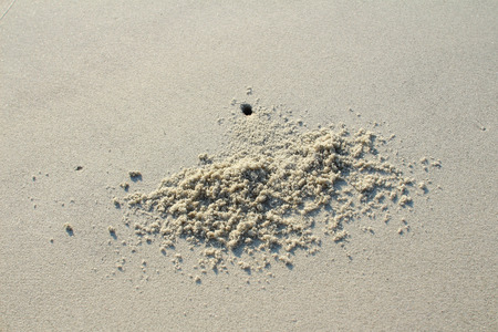 beach sand textured useful for backgroundの写真素材