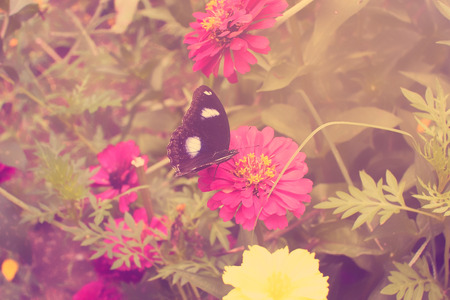 Pink Zinnia flower and butterfly in garden,vintage filter effectの写真素材
