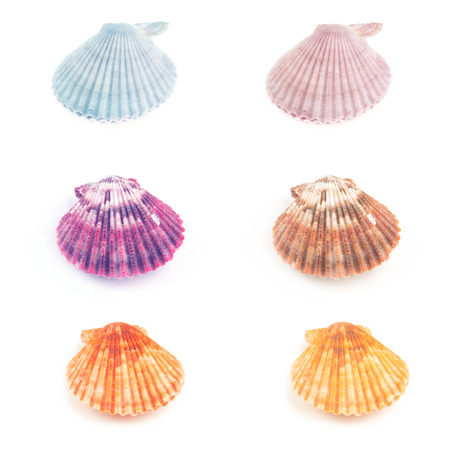 Colorful set  of Scallop seashell isolated on white background