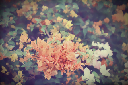 Vintage orange  bougainvillea blooms in gardenの写真素材