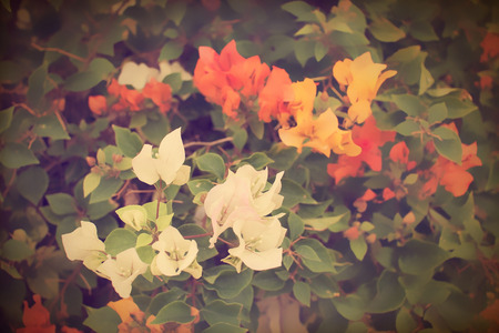 Vintage  bougainvillea blooms in gardenの写真素材