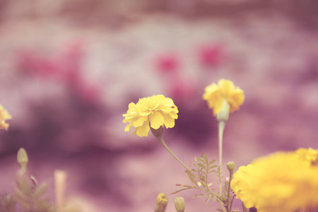 Marigolds or Tagetes erecta flower in  garden with retro filter effectの写真素材