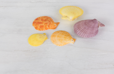 Colourful scallop seashell on grunge white woodbackground