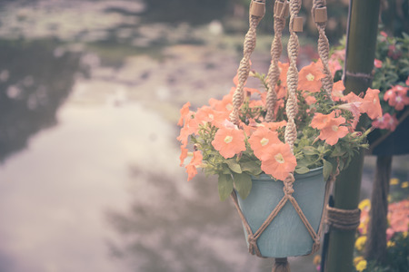 Petunias in flowerpot hanging over pond backgroundの写真素材