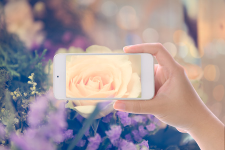 Hand using smartphone photographed vintage rose flower bouquet soft backgroundの写真素材