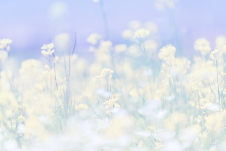 Closed up beautiful mustard flower field background,retro effect selective focusの写真素材