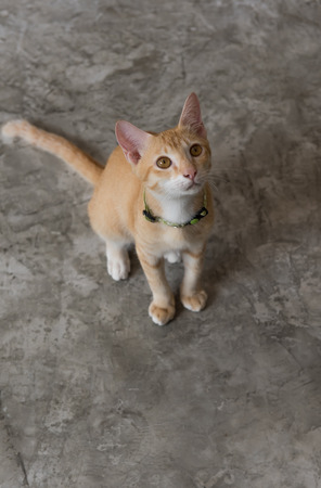 Cute cat sitting on grunge cement floorの写真素材