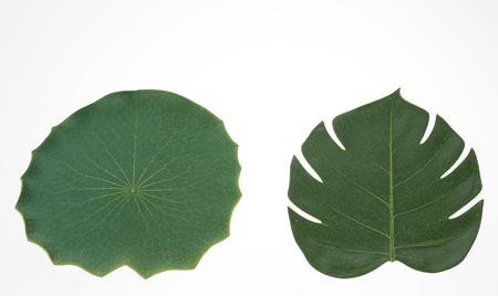 Fresh green leaf isolated on white backgroundの写真素材