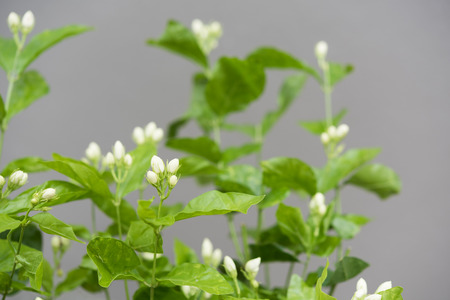 Jasmine flowers and tree over grey background,soft focusの写真素材