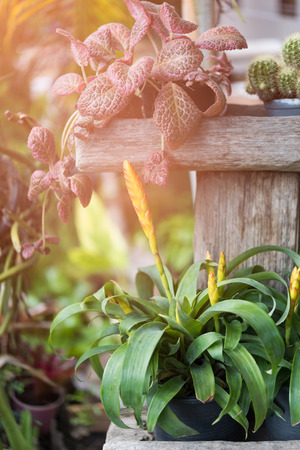 Beautiful Guzmania flower in fresh garden with morning lightの写真素材