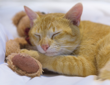 A cute yelllow cat sleep on white cozy bed with teddy bearの写真素材