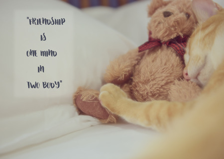 Inspiration quote with blurred ute cat and teddy bear backgroundの写真素材