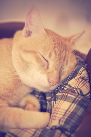 Cute yellow cat sleep in cozy basket,retro filter effectの写真素材