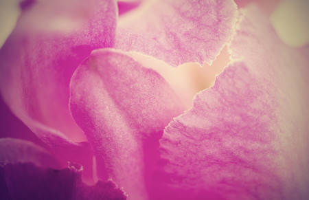 Abstract pink petal orchid flower background,retro filter effectの写真素材