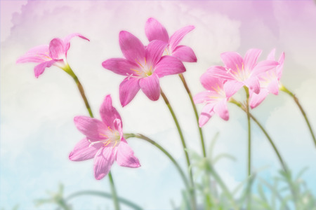 Beautiful pink rain lily flowers over pastel sky background,soft focusの写真素材