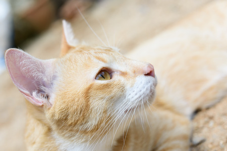 Close up cute yellow cat relax in gardenの写真素材
