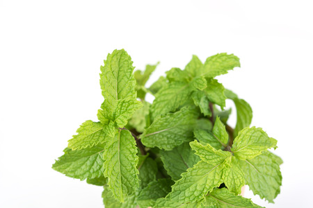 Fresh green mint branch isolated on white background