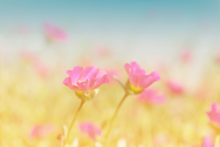 Common Purslane, Verdolaga, Pigweed, Little Hogweed ,Pusley  beautiful flowers field background in sunny day,retro filterの写真素材