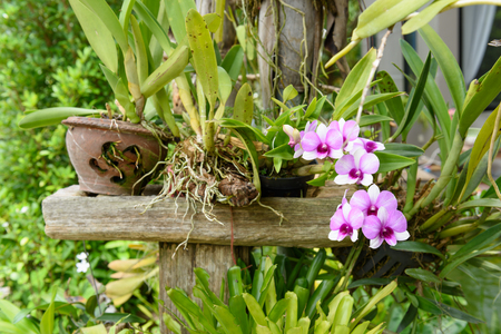 Beautiful orchid flowers in garden outdoorの写真素材