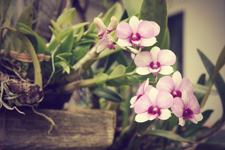 Beautiful orchid flowers in garden outdoor,retro filterの写真素材