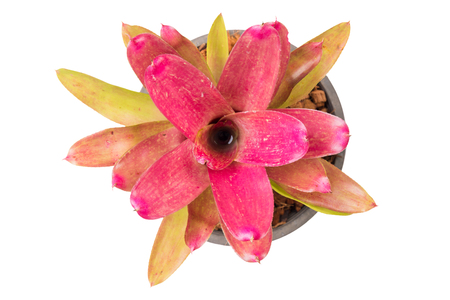 Beautiful Bromeliad isolated on white backgroundの写真素材