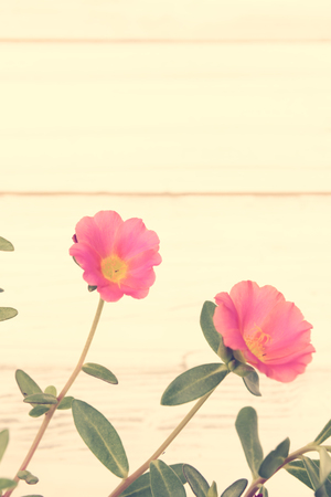 Common Purslane, Verdolaga, Pigweed, Little Hogweed ,Pusley  beautiful flowers on white wood  background,retro effectの写真素材