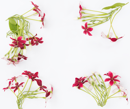 Close up Rangoon creeper or Quisqualis indica flower  on white background