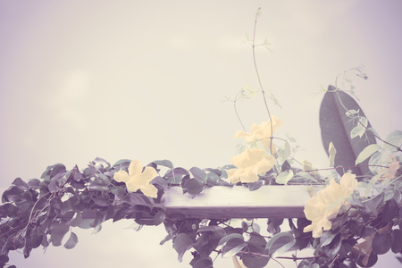Metal fence with beautiful yellow flowers against summer blue sky background,Cat's Claw, Catclaw Vine, Cat's Claw Creeper plants,retro effectの写真素材