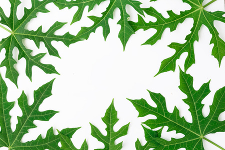 Flat lay green leaf pattern on white background,Chaya tree,Tree spinachの写真素材