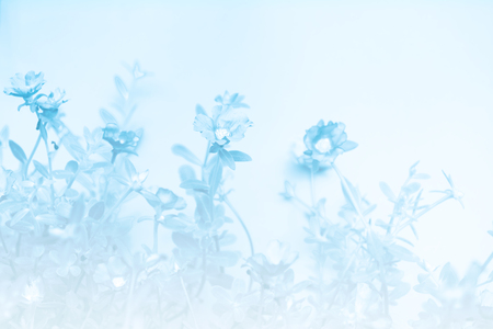 Beautiful Little Hogweed  flower field with soft pastel background in sunny dayの写真素材