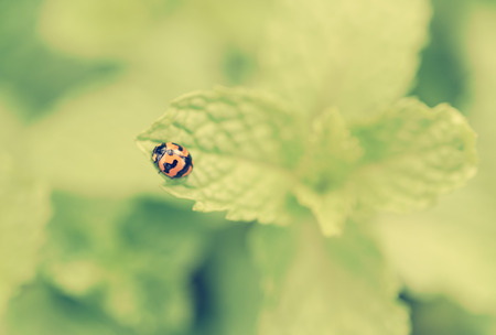 Cute beetle on green leaf nint background,retro effectの写真素材