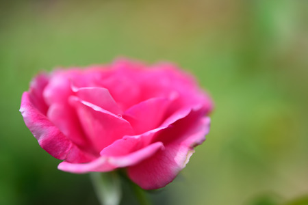Close up beautiful red roses petal in garden outdoor with green blurred backgroundの写真素材