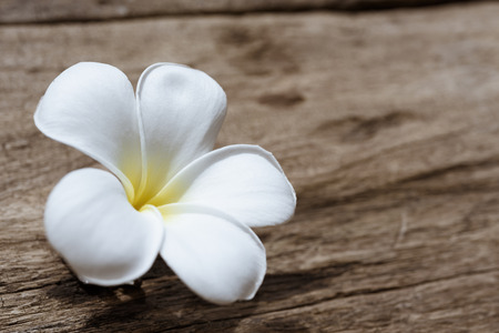 Beautiful plumeria or temple,spa flower on rustic wood backgroundの写真素材