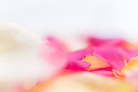 Close up bautiful pink roses petal for backgroundの写真素材