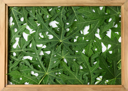 Flat lay green leaf pattern and wooden frame on white background,Chaya tree,Tree spinachの写真素材
