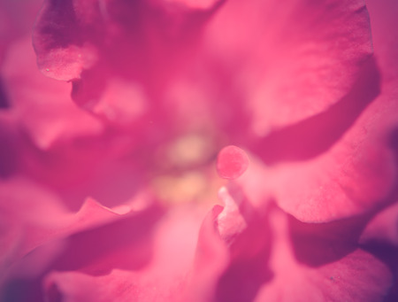 Close up red roses petal soft background,retro filterの写真素材