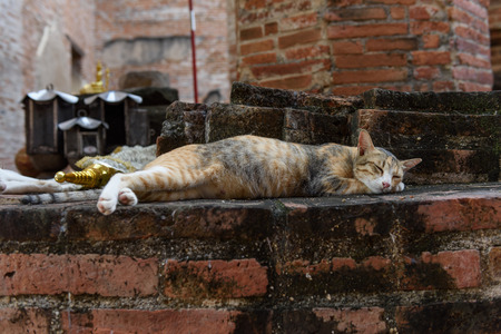 Cute yellow cat relax on grunge brick floor in temple historical  Ayuttha,Thailandの写真素材