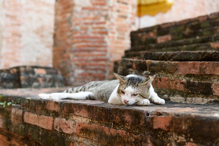 Cute yellow cat relax on grunge brick floor in temple historical  Ayuttha,Thailandの写真素材