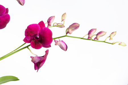 Beautiful purple orchid flower isolated on white backgroundの写真素材