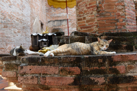 Cute yellow cat relax on grunge brick floor in temple historical  Ayuttha,Thailandの写真素材