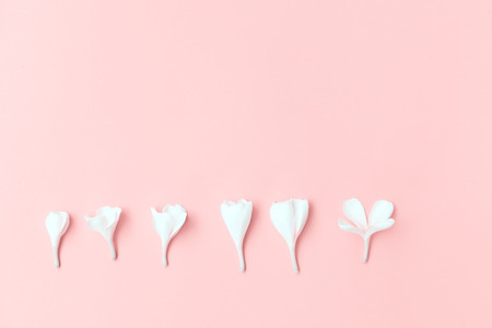 Flat lay beautiful Frangipani flowers  on soft pink backgroundの写真素材