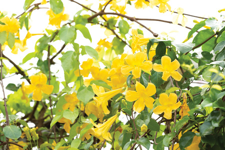Beautiful yellow flowers with green leaves  on metal fence  over white background ,Cat's Claw,...