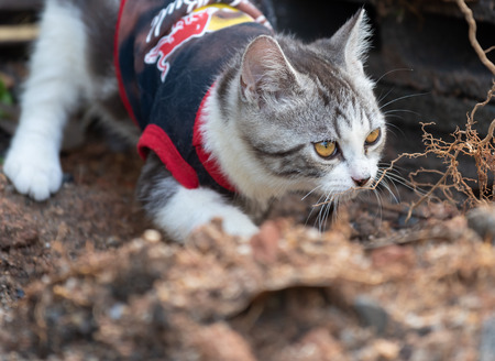 Lovely cute little cat with  beautiful yellow eyes looking for birds in garden outdoorの写真素材