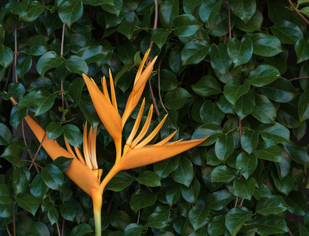 Exotic yellow Heliconia psittacorum ,Golden Torch, flowers with healthy green foliage leaves...