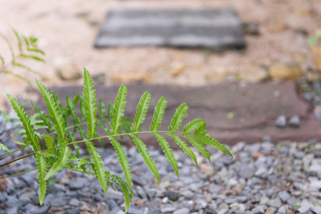 Nephrolepis cordifolia fern in  outdoor gardenの写真素材