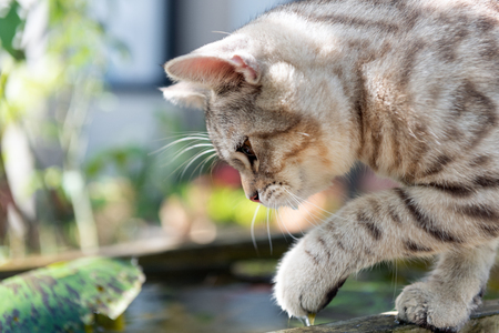Lovely cute little cat with  beautiful yellow eyes on white sand in garden outdoorの写真素材
