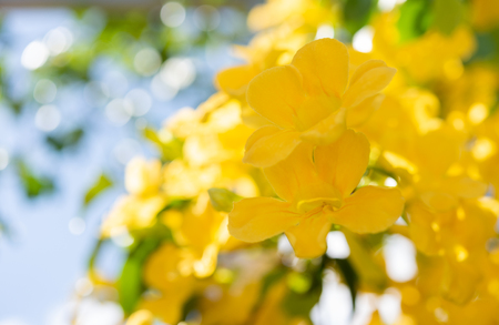 Close up beautiful yellow flowers with green leaves  over blue sky background,Cat's Claw, Catclaw Vine, Cat's Claw Creeper plantsの写真素材