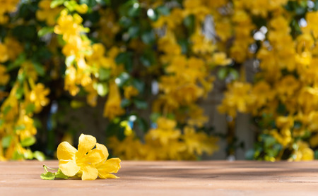 Nature brown  wooden tabletop with beautiful yellow flowers and green leaves backgroundの写真素材